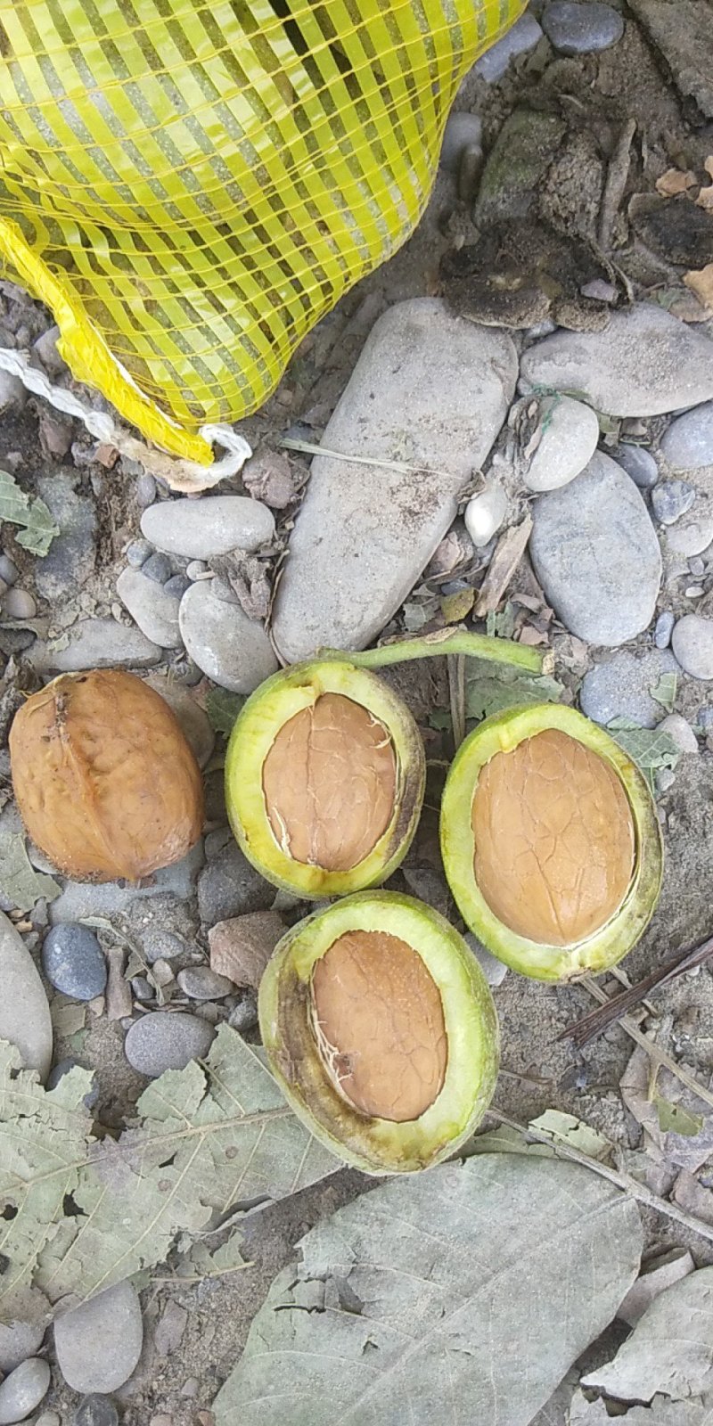 新2核桃，大量上市，