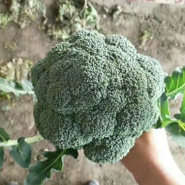 西兰花