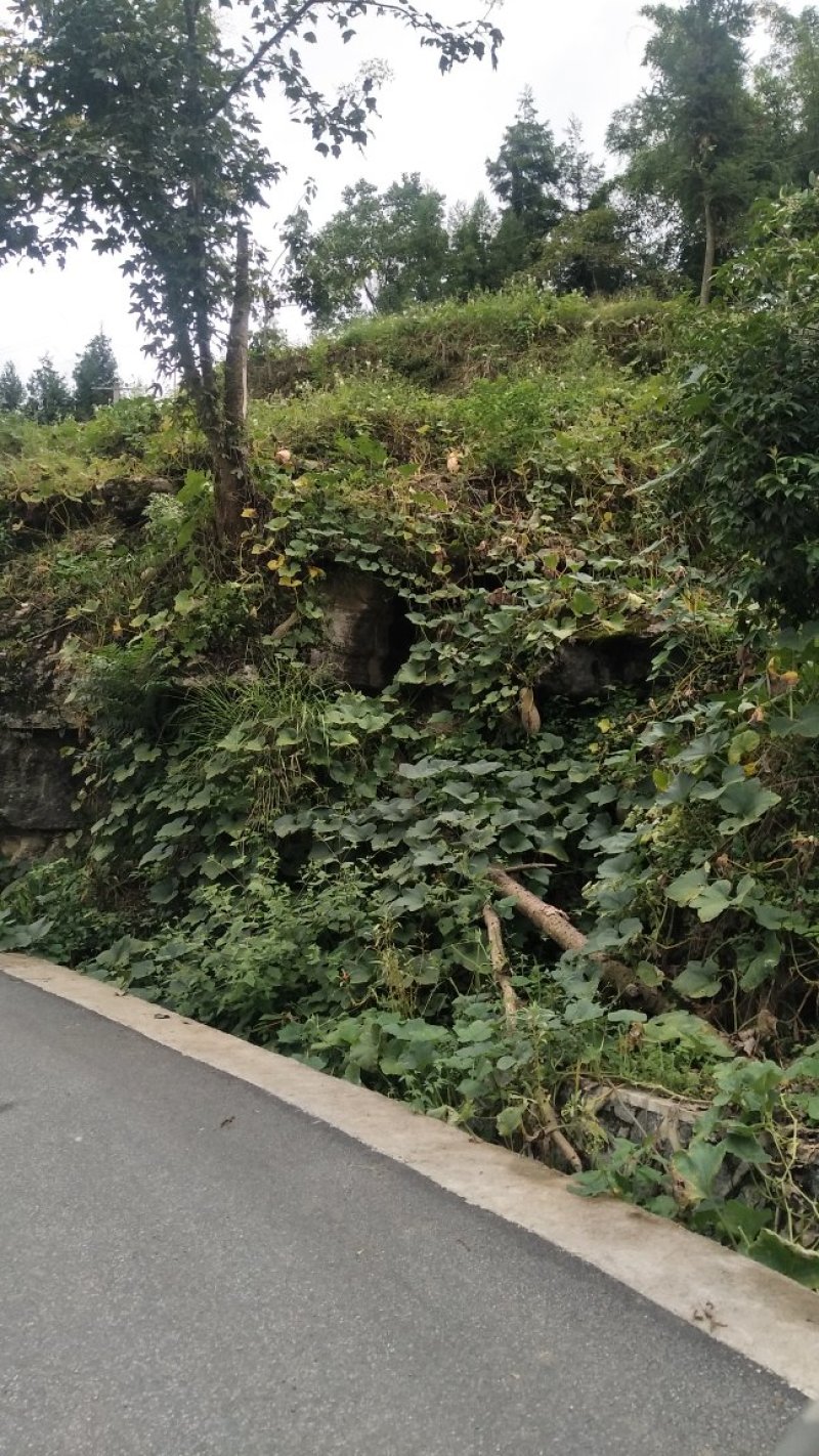 重庆南瓜