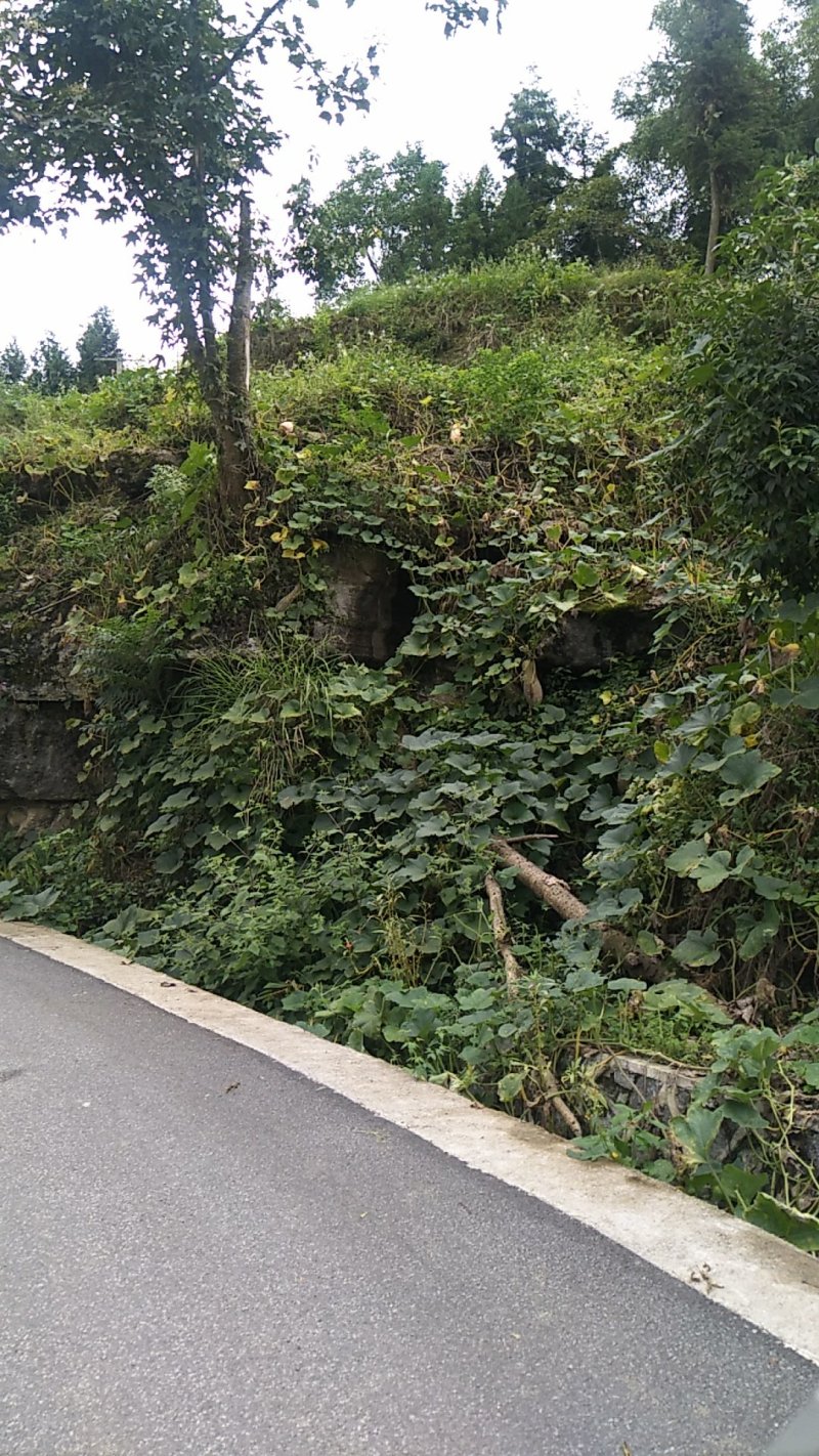 重庆南瓜