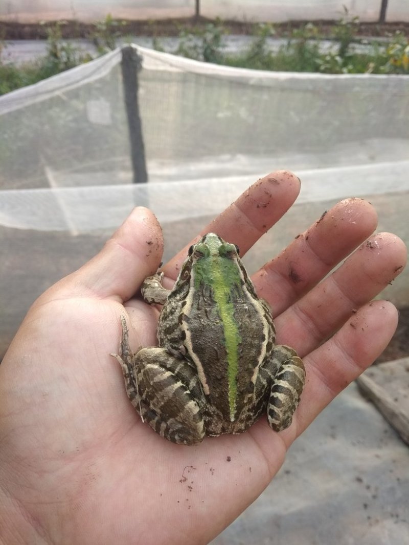 蛙苗预定