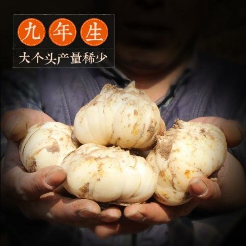 兰州榆中园子正宗黄土百合