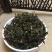 乡间美味干马齿苋野生自然晒干马菜