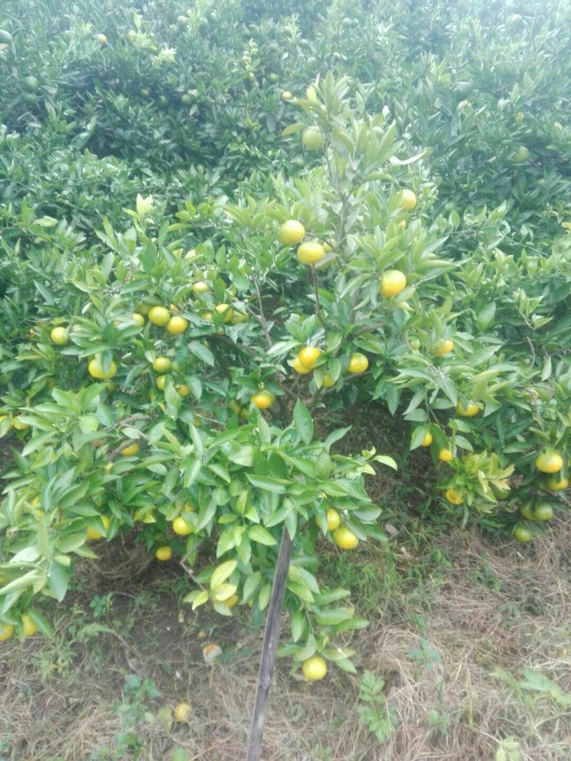 四川资阳市蜜橘，皮薄，口感现在纯甜！无踩果得。金品包装打