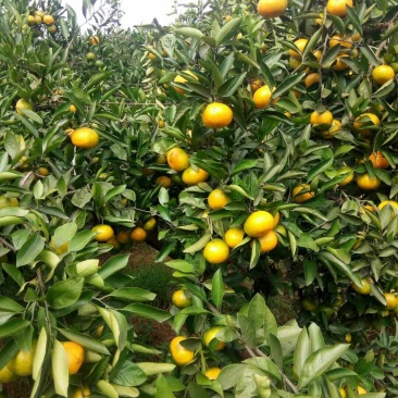 四川资阳市蜜橘，皮薄，口感现在纯甜！无踩果得。金品包装打