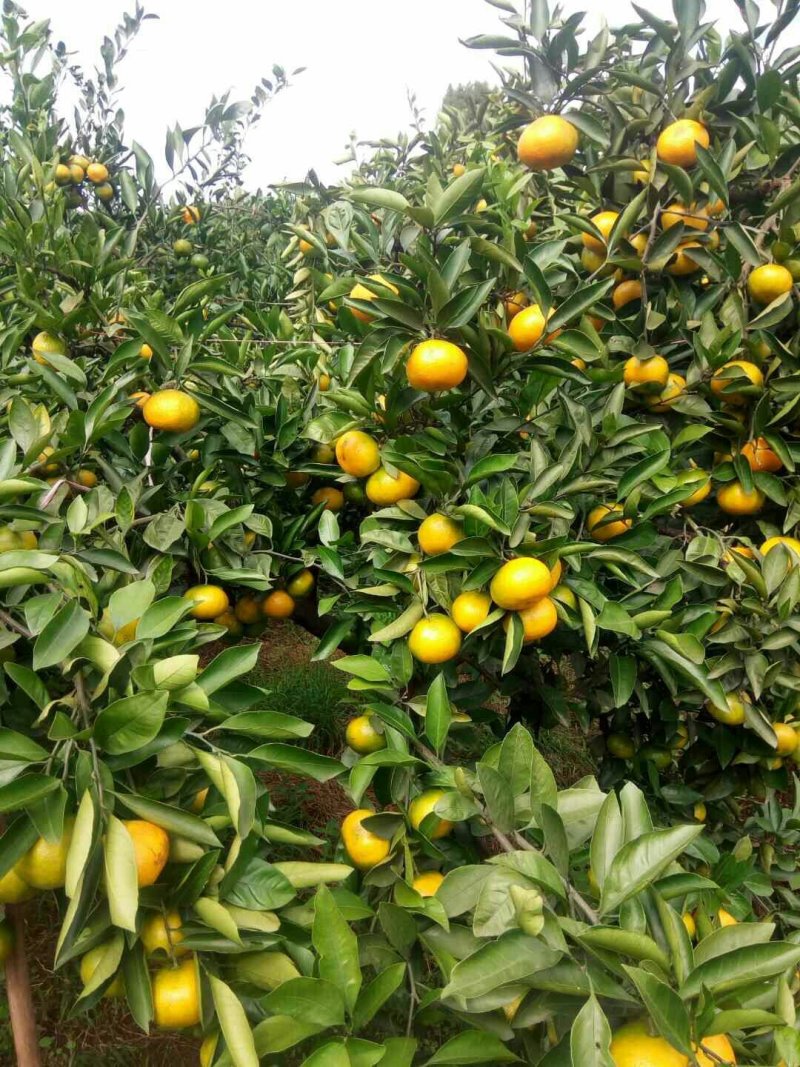 四川资阳市蜜橘，皮薄，口感现在纯甜！无踩果得。金品包装打