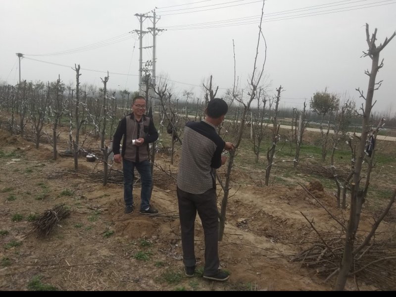 风景树，梨树，直径7公分，8年的苗，80元每株