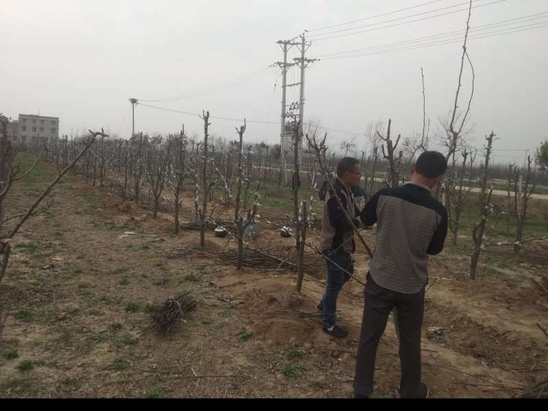 风景树，梨树，直径7公分，8年的苗，80元每株