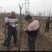 风景树，梨树，直径7公分，8年的苗，80元每株