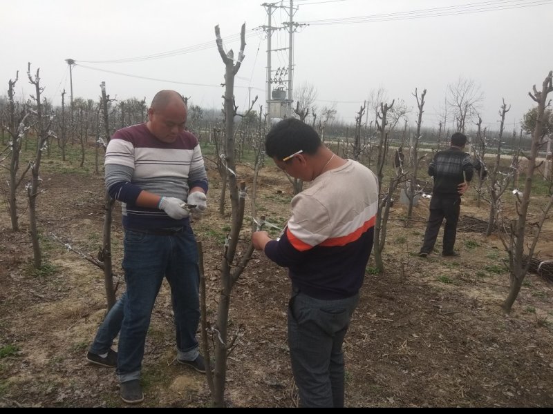 风景树，梨树，直径7公分，8年的苗，80元每株