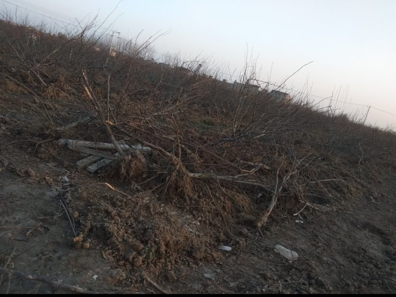 风景树，梨树，直径7公分，8年的苗，80元每株