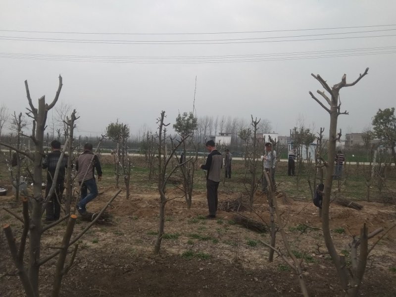 风景树，梨树，直径7公分，8年的苗，80元每株