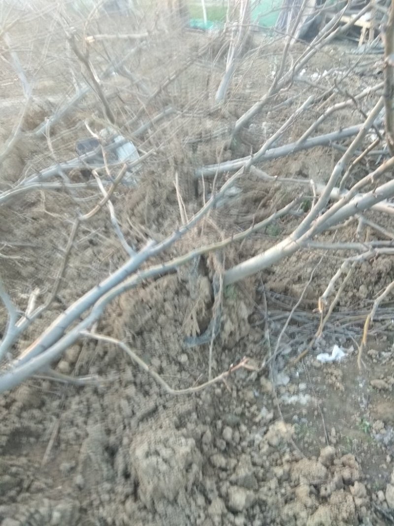 风景树，梨树，直径7公分，8年的苗，80元每株
