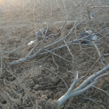 风景树，梨树，直径7公分，8年的苗，80元每株