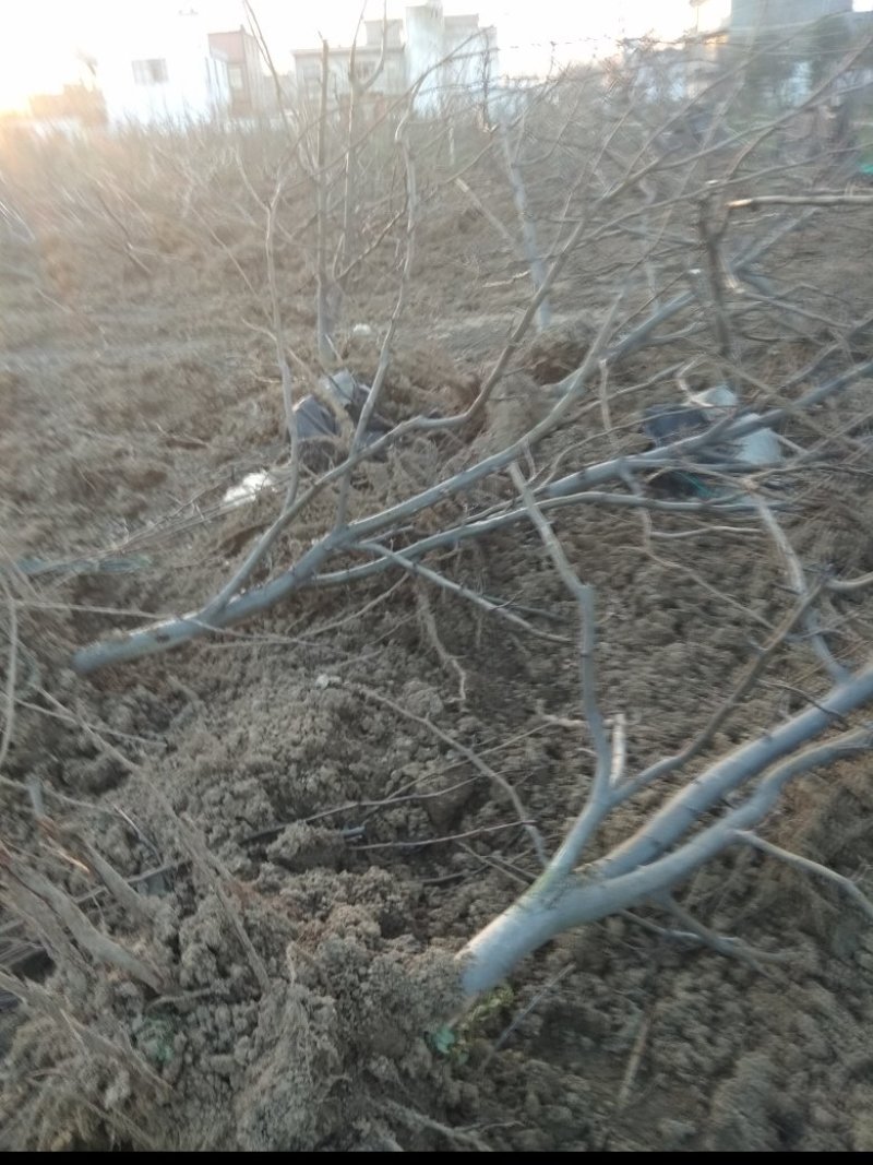 风景树，梨树，直径7公分，8年的苗，80元每株