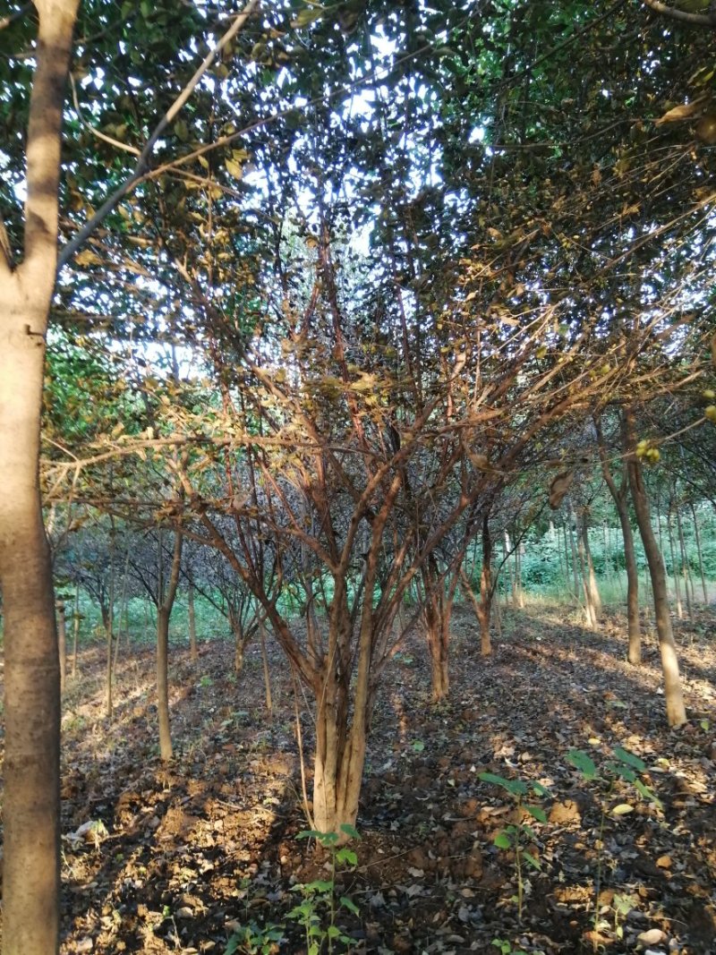 山茱萸