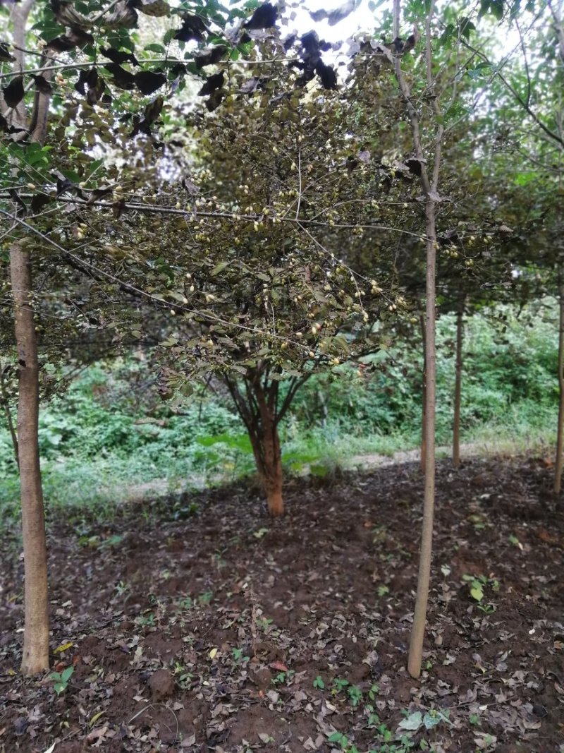 山茱萸