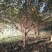 山茱萸