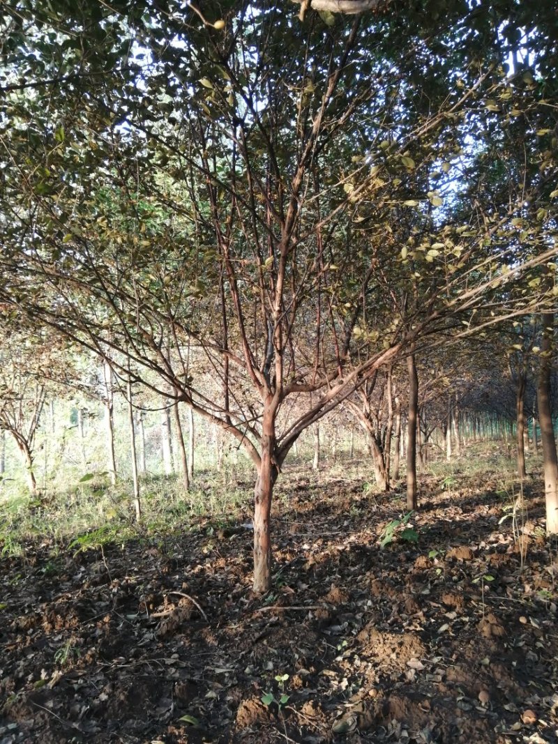 山茱萸