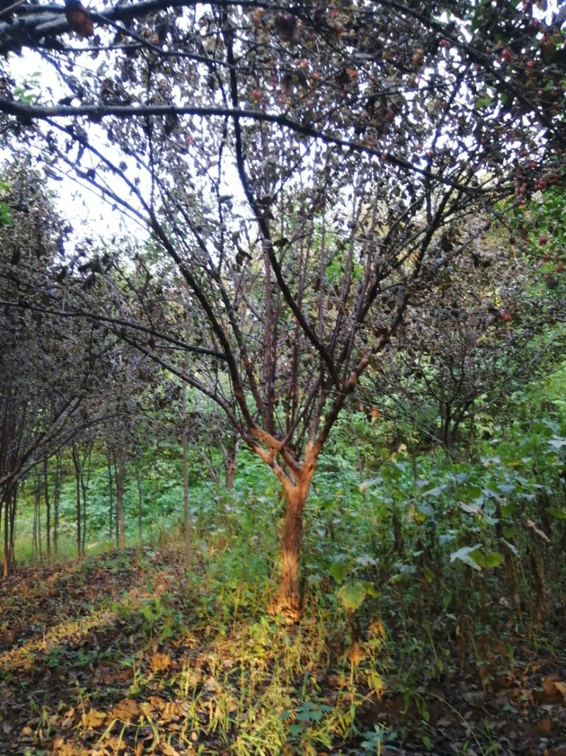 山茱萸