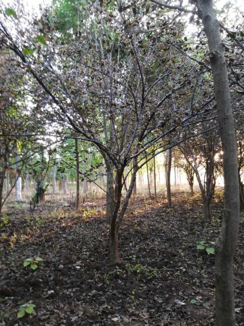 山茱萸