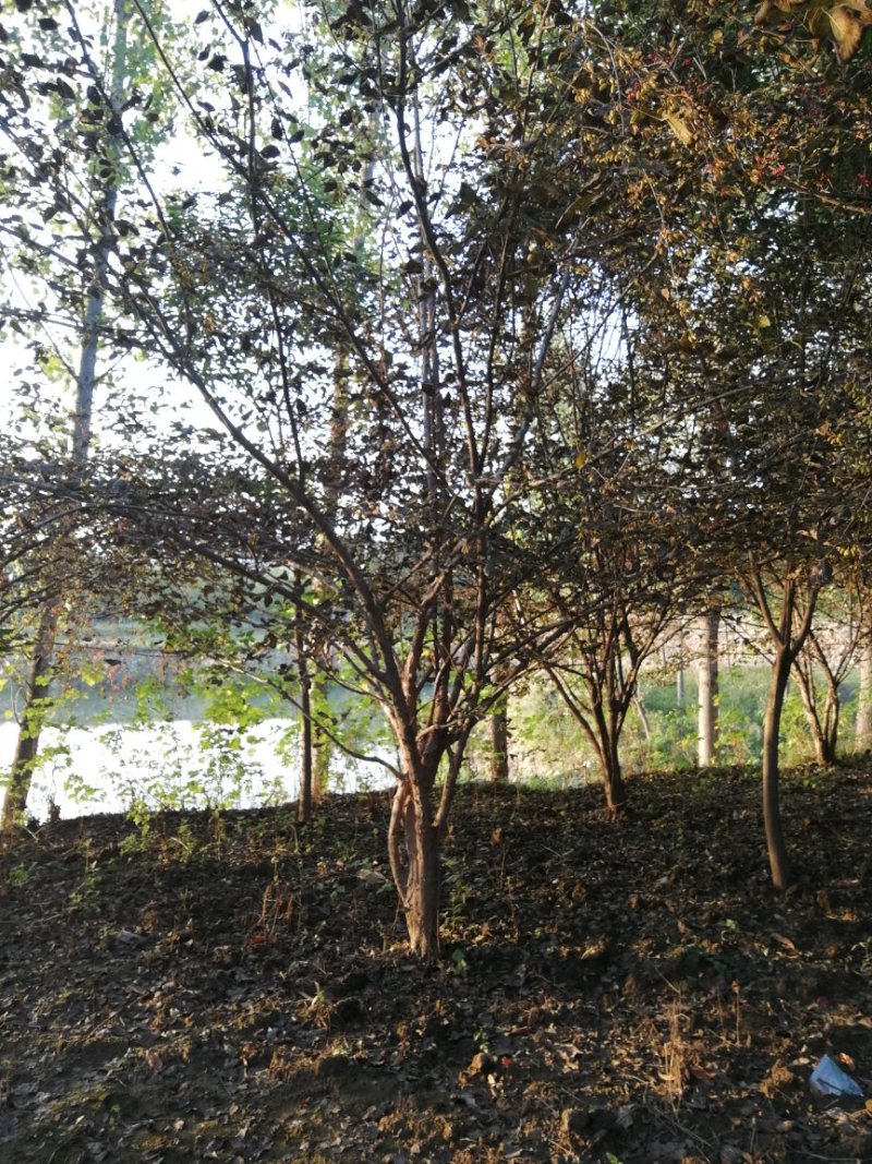 山茱萸