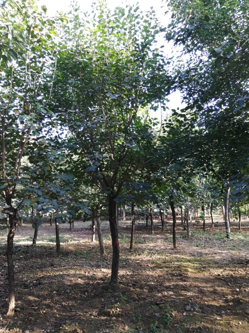 黄栌