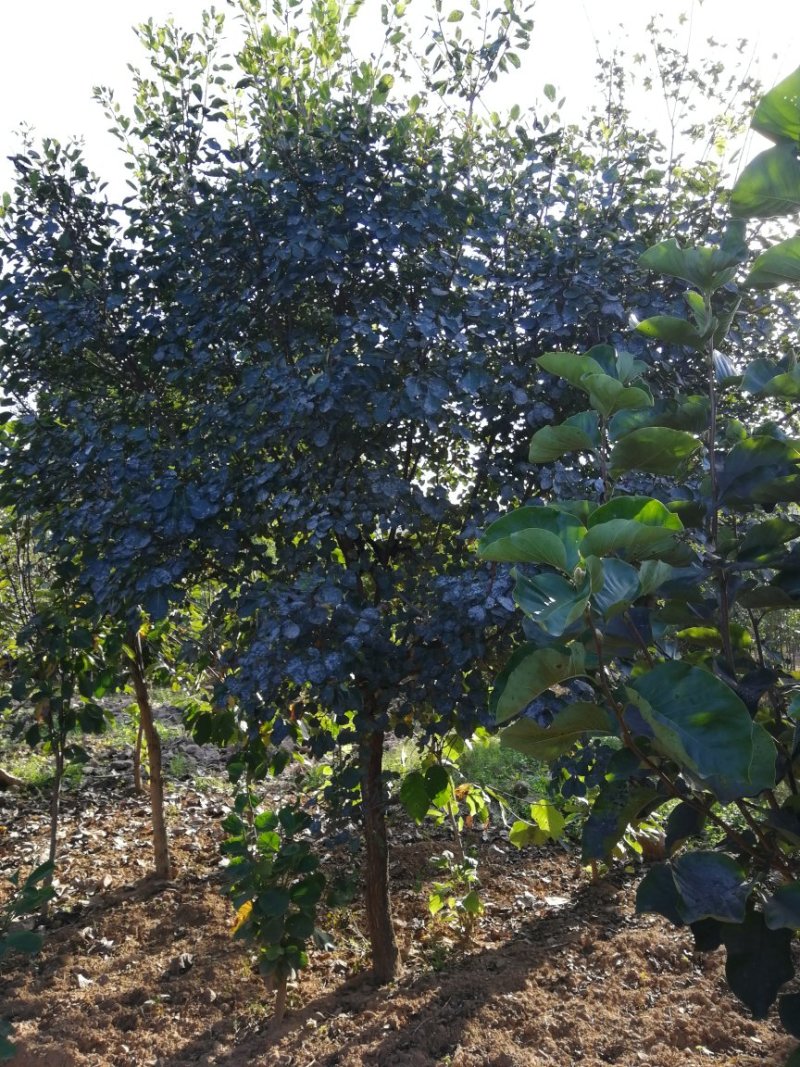 黄栌