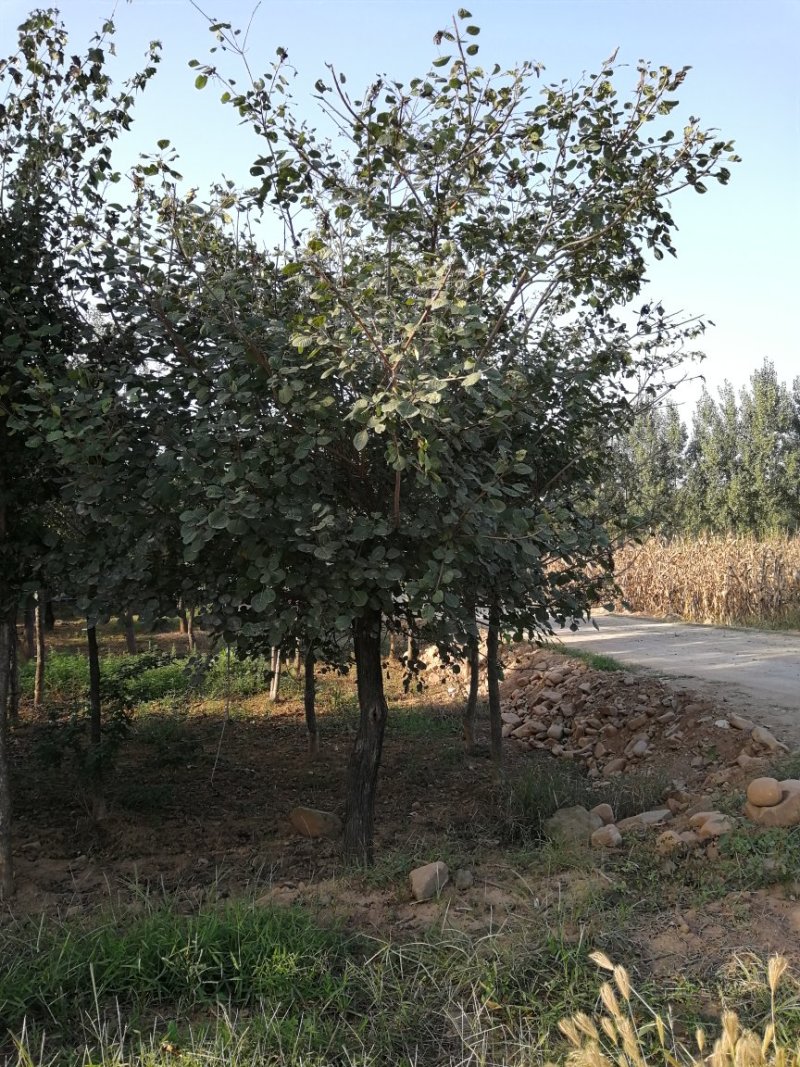 黄栌