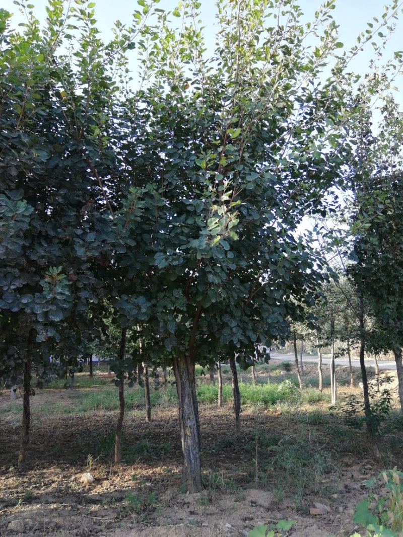 黄栌