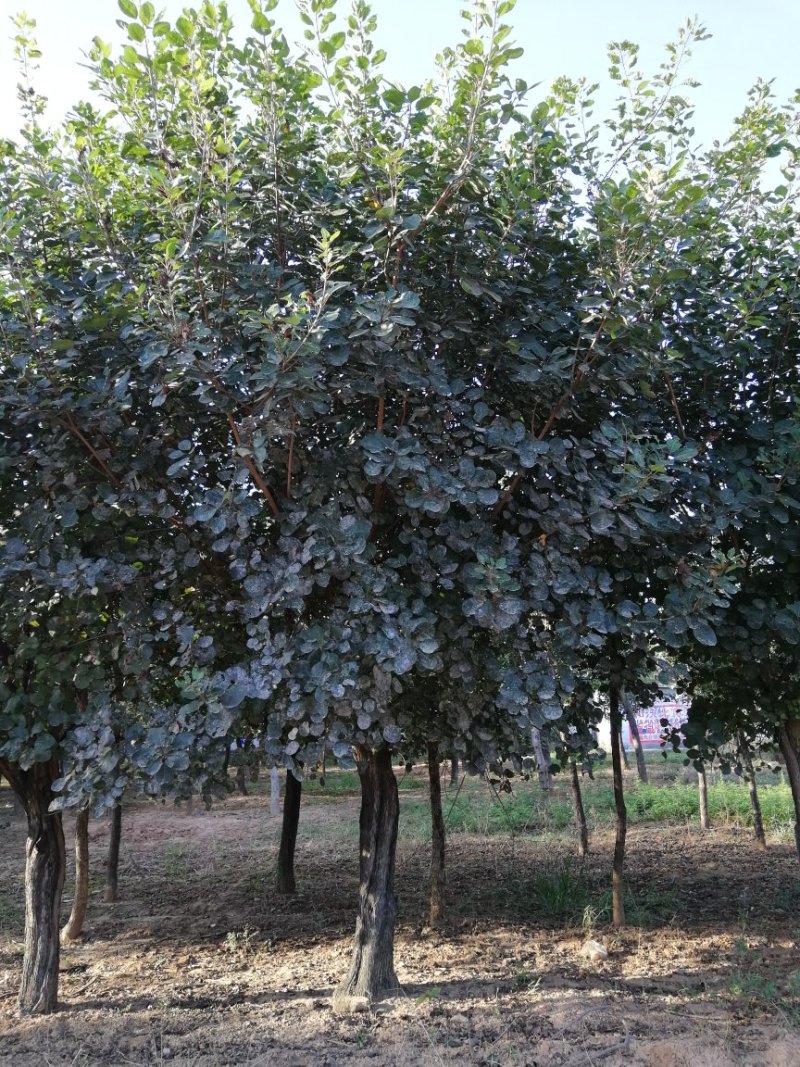 黄栌