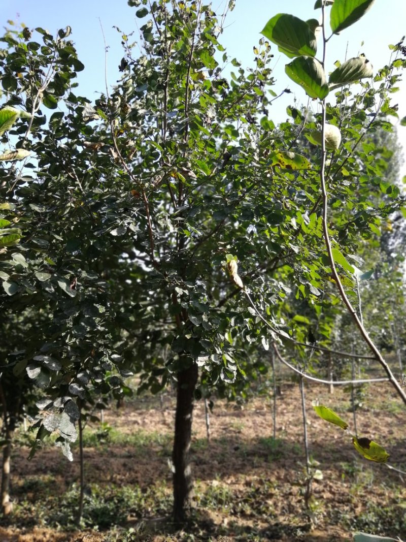 黄栌
