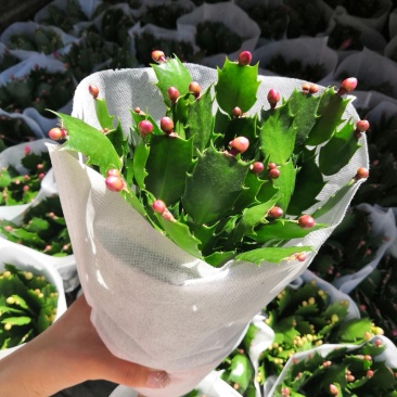 花卉蟹爪兰盆栽批发