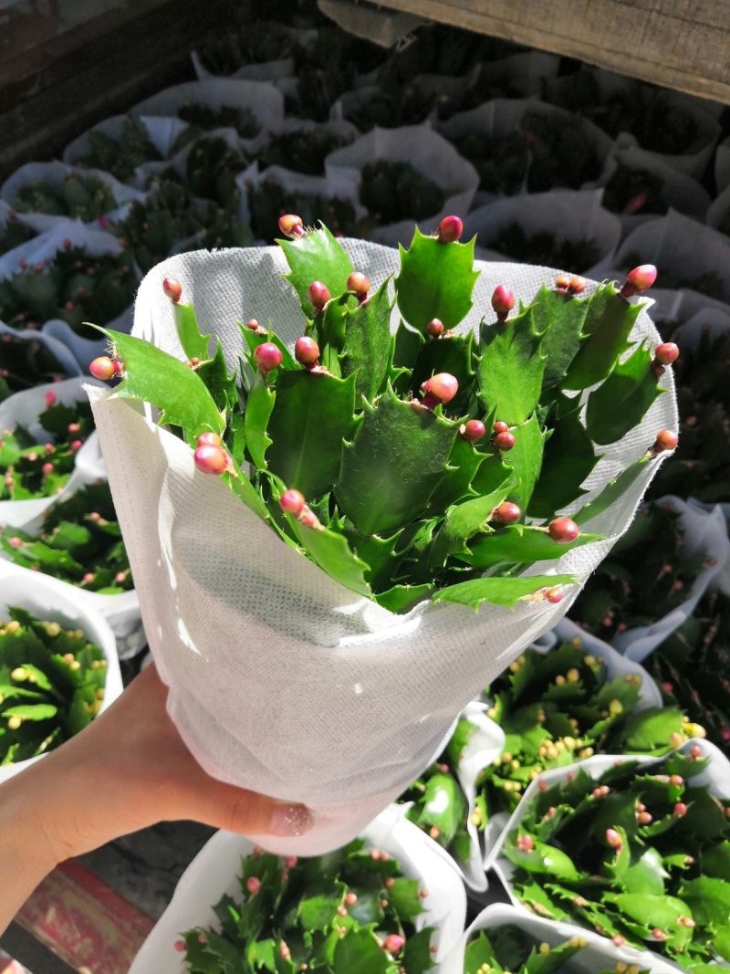 花卉蟹爪兰盆栽批发