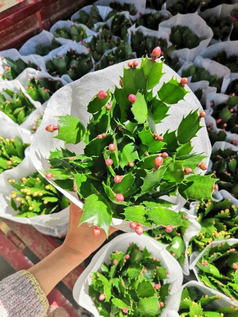 花卉蟹爪兰盆栽批发