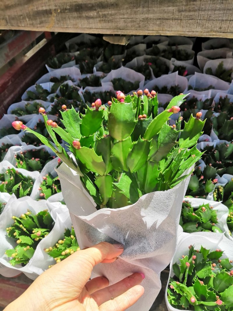 花卉蟹爪兰盆栽批发
