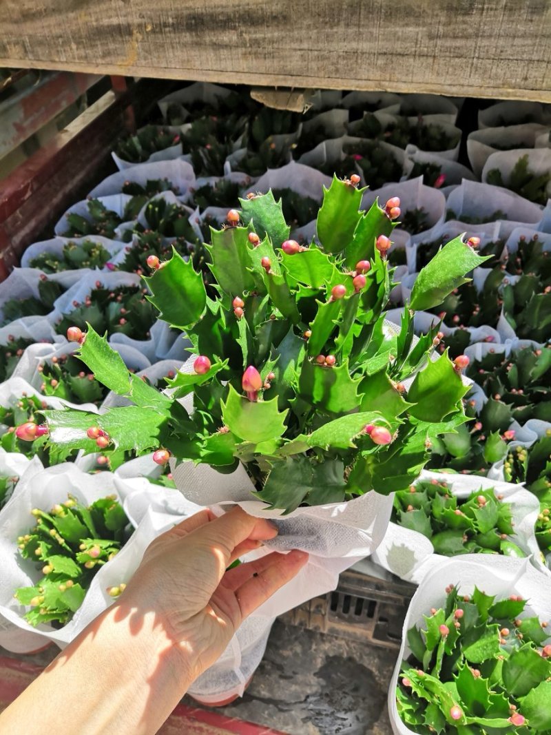 花卉蟹爪兰盆栽批发