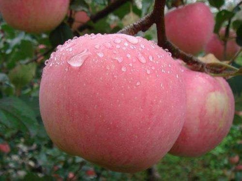 红富士苹果新鲜上市货源充足！