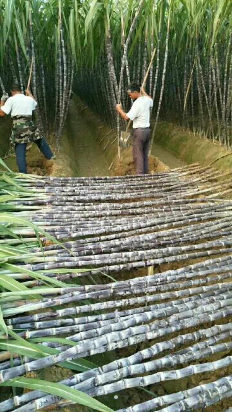 广西黑皮甘蔗，口感好。