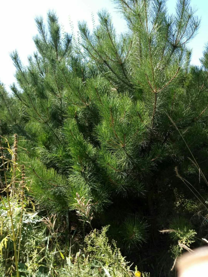 河北省承德市各种规格油松杯苗或者土球