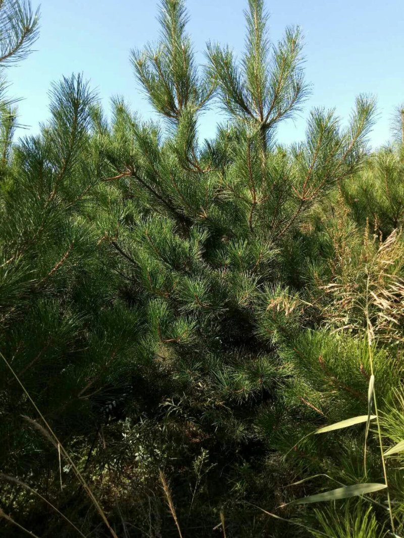 河北省承德市各种规格油松杯苗或者土球