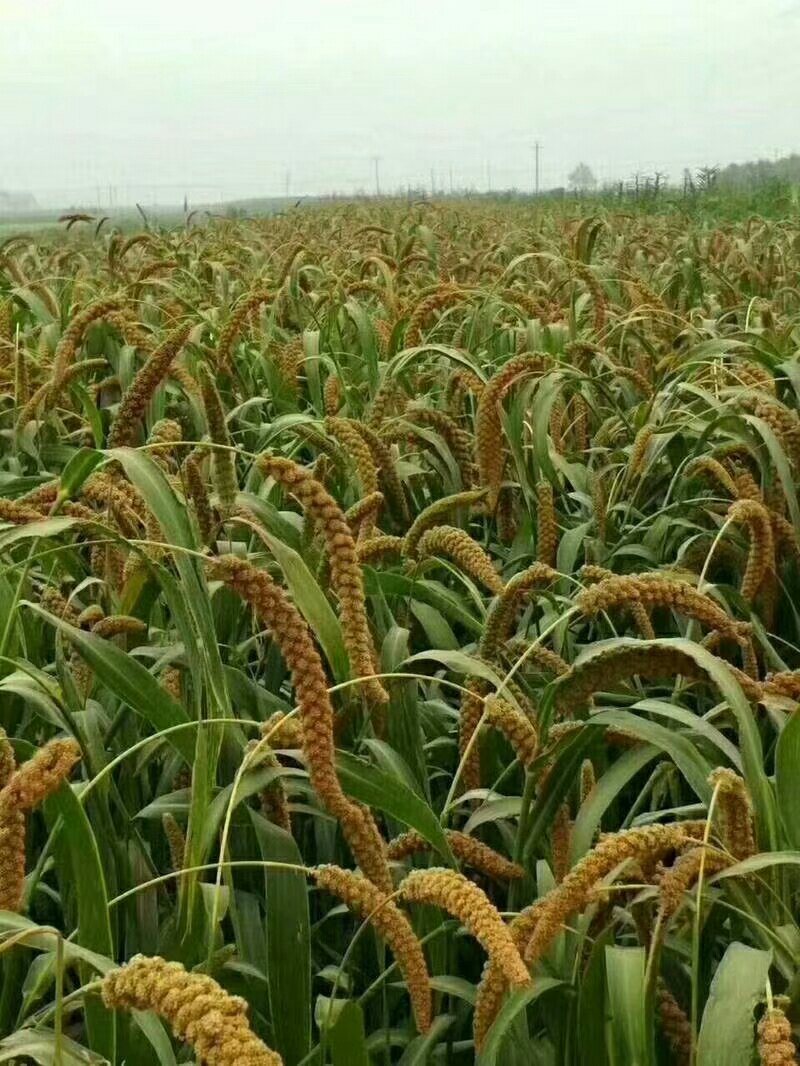 西董小米