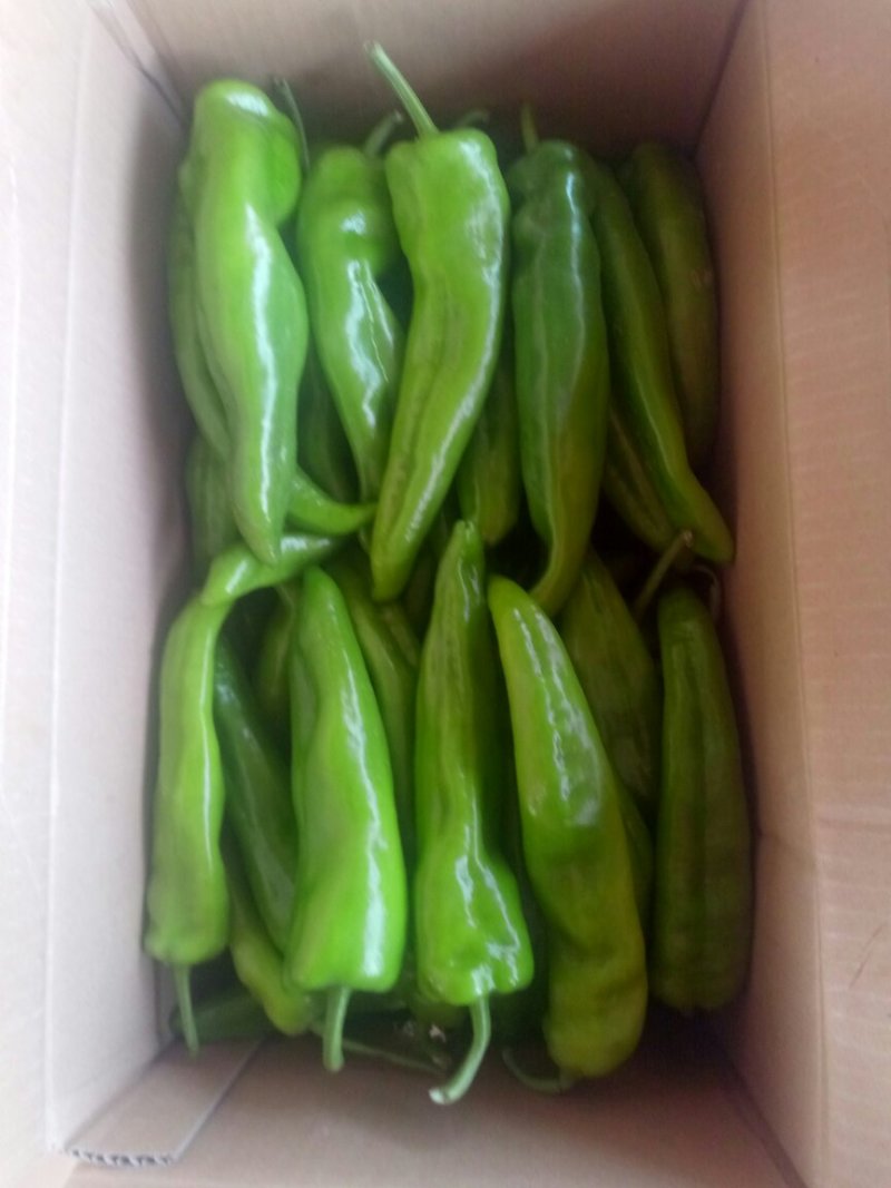 山西大同阳高县鲜辣椒精品辣椒黄皮辣椒
