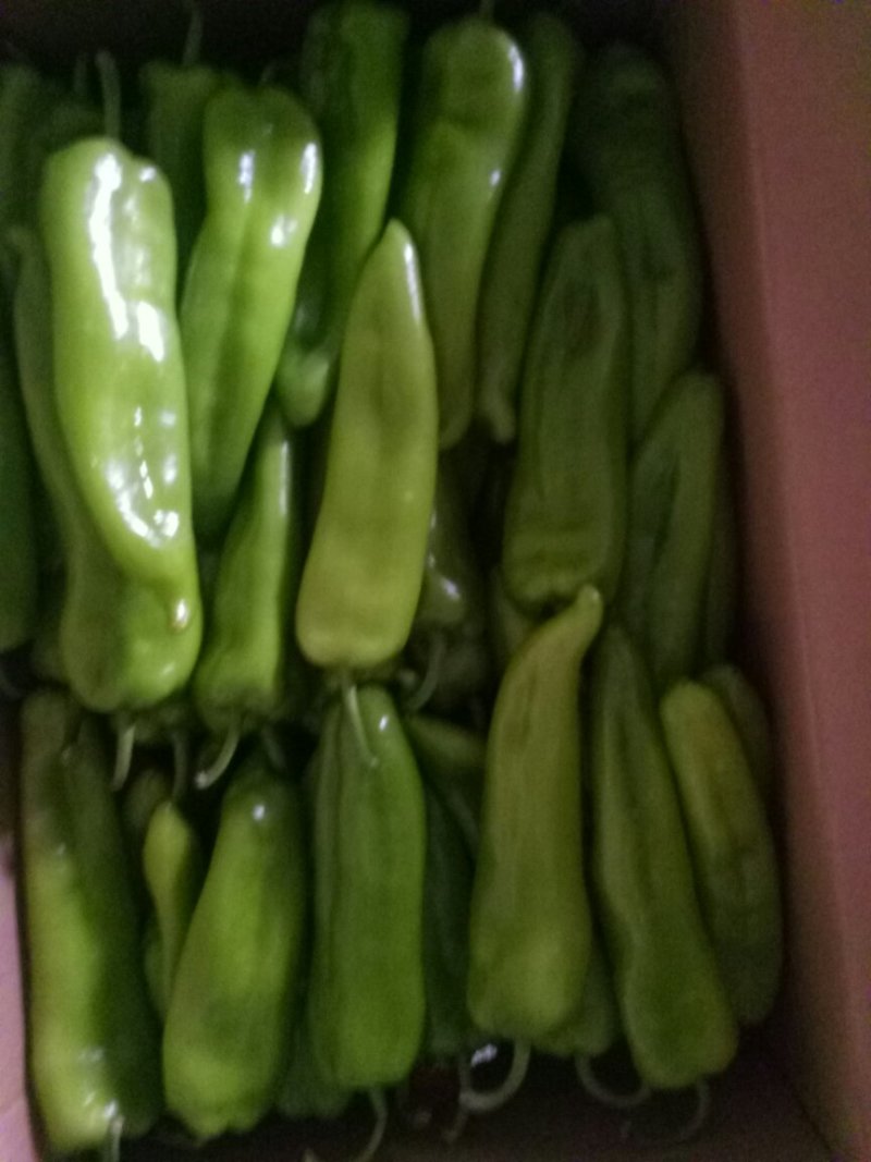 山西大同阳高县鲜辣椒精品辣椒黄皮辣椒