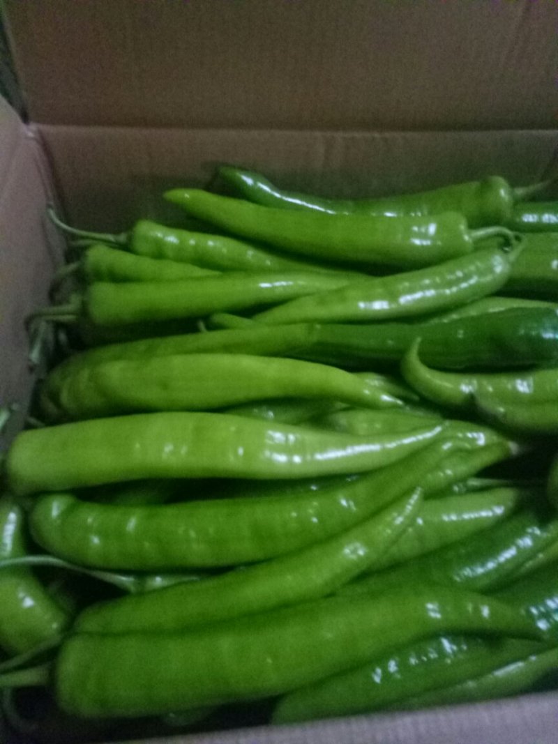山西大同阳高县鲜辣椒精品辣椒黄皮辣椒