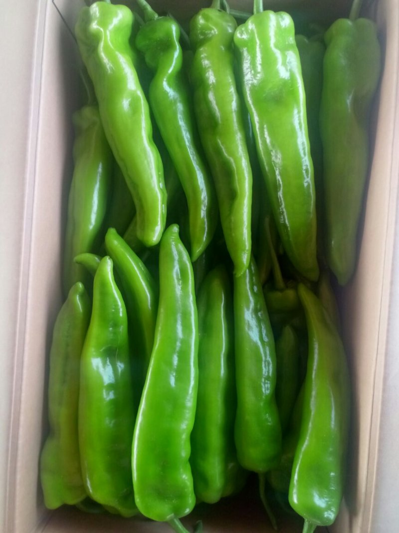 山西大同阳高县鲜辣椒精品辣椒黄皮辣椒