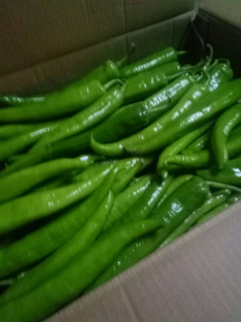 山西大同阳高县鲜辣椒精品辣椒黄皮辣椒