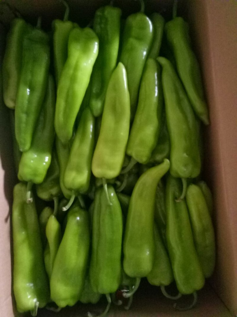 山西大同阳高县鲜辣椒精品辣椒黄皮辣椒