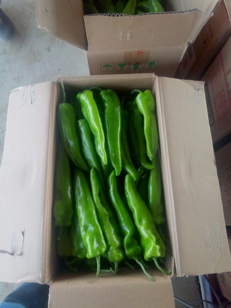 山西大同阳高县鲜辣椒精品辣椒黄皮辣椒