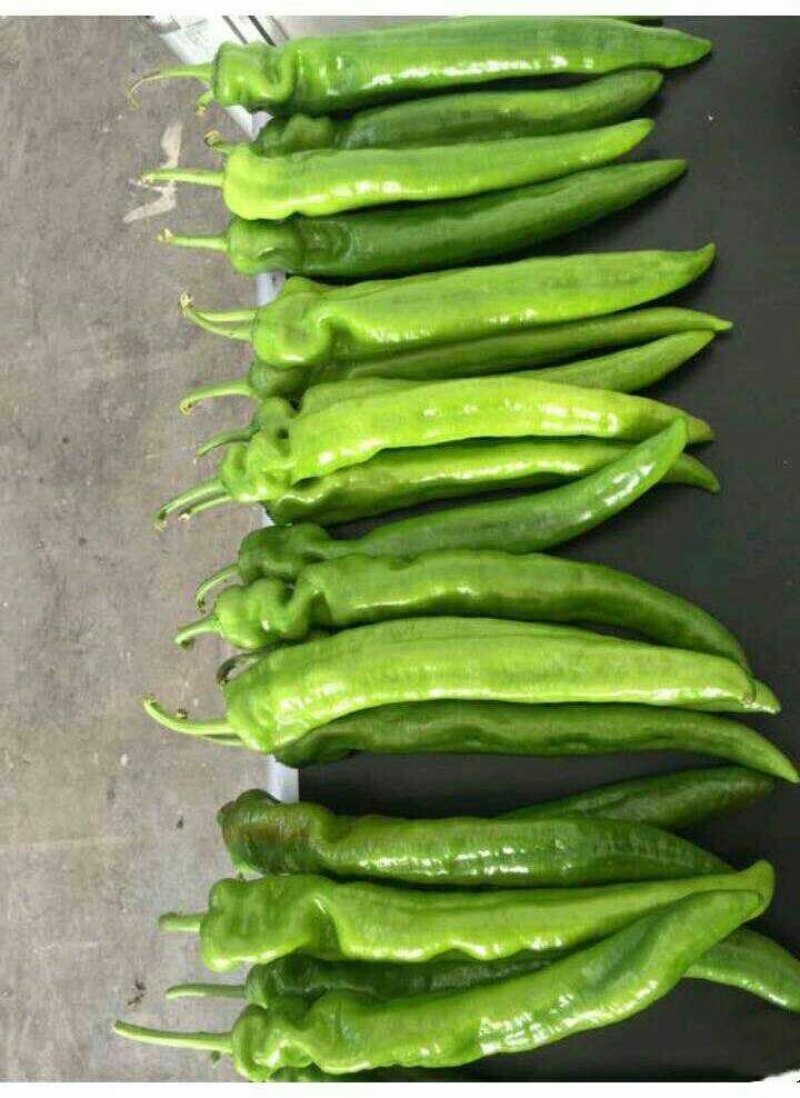 山西大同阳高县鲜辣椒精品辣椒黄皮辣椒